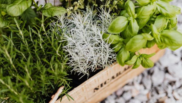 Embrace the Flavor: A 2026 Guide to Infusing Your Meals with Fresh Herbs