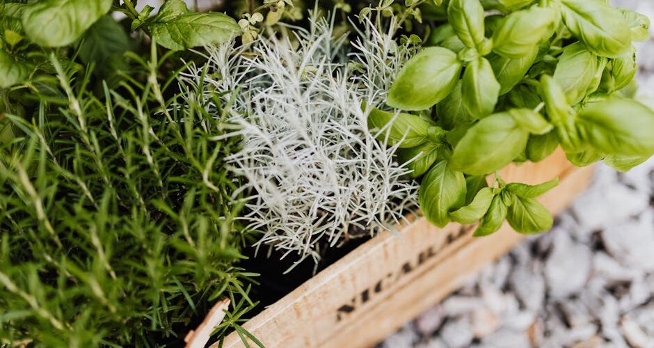 Embrace the Flavor: A 2026 Guide to Infusing Your Meals with Fresh Herbs